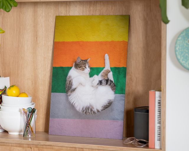 Foto auf Aluminium einer Katze auf einer bunt gestreiften Matte.