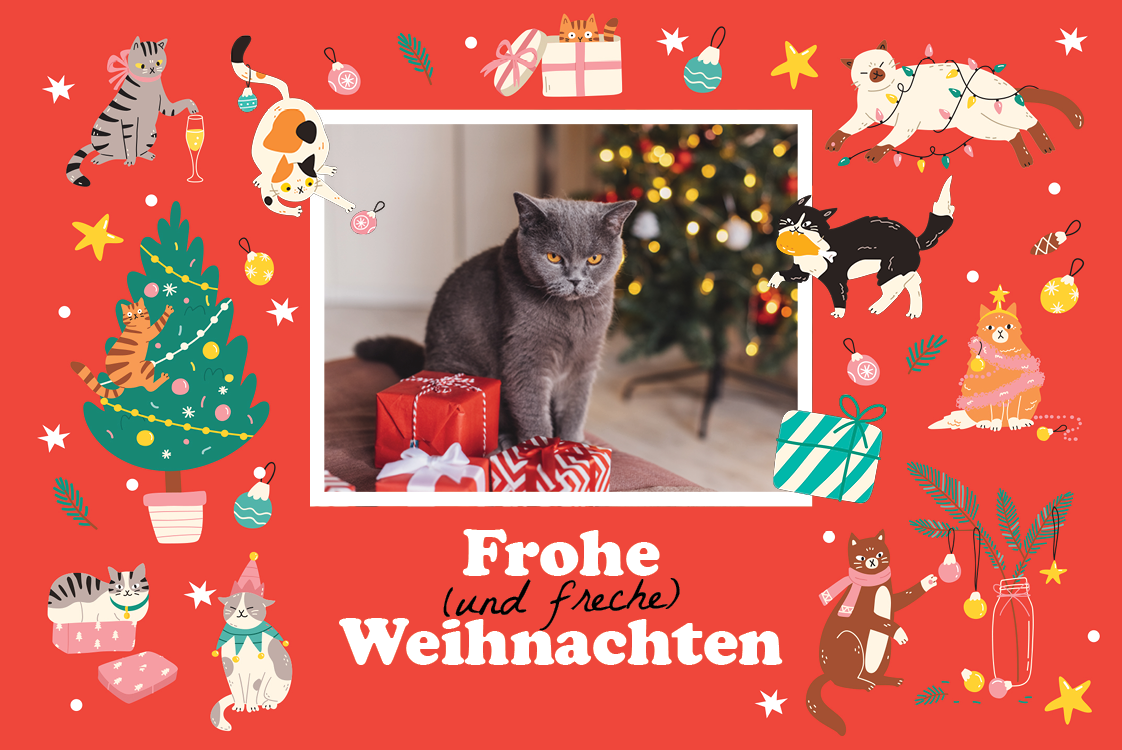 Fotokarten — Freches Kätzchen